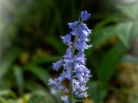 Hasenglöckchen im Botanischen Garten - Erlangen
